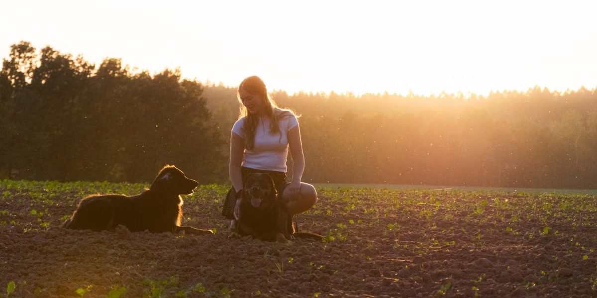 A woman kneels in a field with two dogs during a stunning sunset. Warm and tranquil.