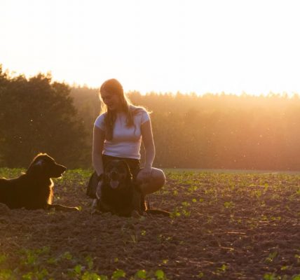 A woman kneels in a field with two dogs during a stunning sunset. Warm and tranquil.