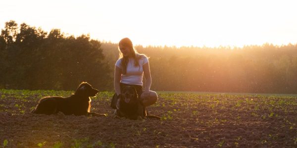 A woman kneels in a field with two dogs during a stunning sunset. Warm and tranquil.